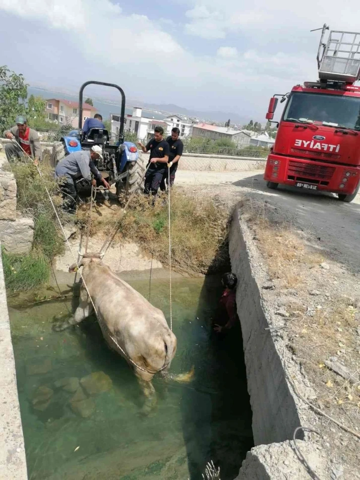 Kanala düşen ineği itfaiye ekipleri kurtardı
