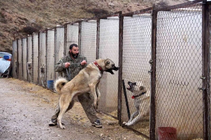 Kangallar, kurttan daha güçlü
