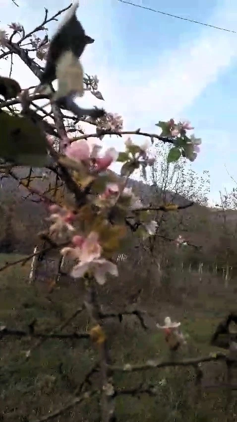 Karabük’te elma ağacı Kasım ayında ikinci kez çiçek açtı
