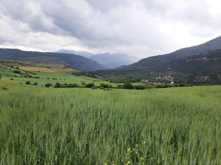 Karabük’te hububat düşmanı süneye karşı çalışma başlatıldı
