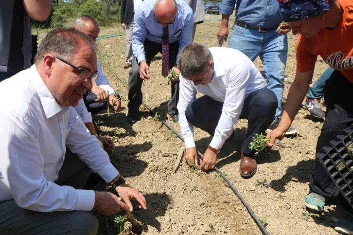 Karabük’ün yerli domatesi maniyenin fideleri toprakla buluştu
