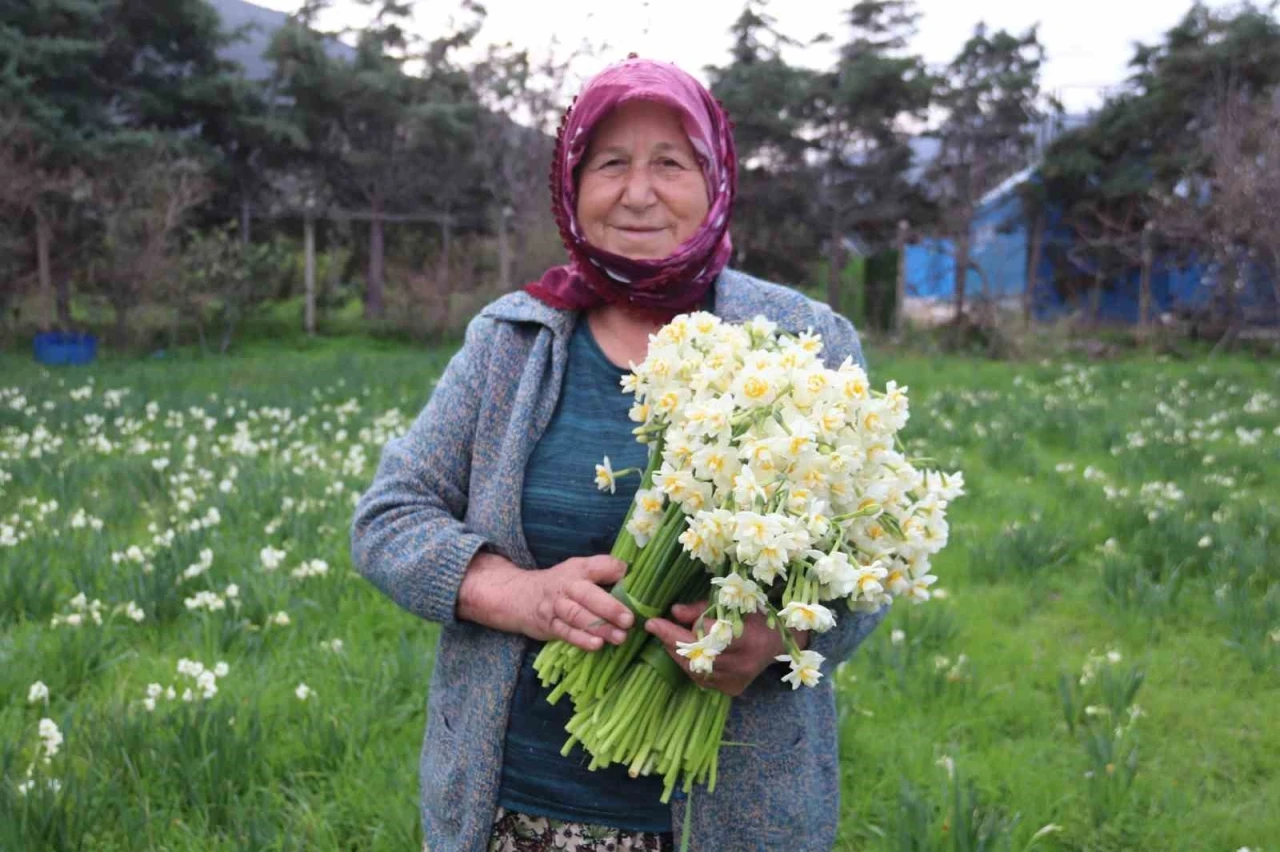 Karaburun’u nergis kokusu sardı
