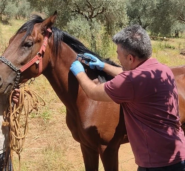 Karacasu’da rahvan atları kimliklendirildi
