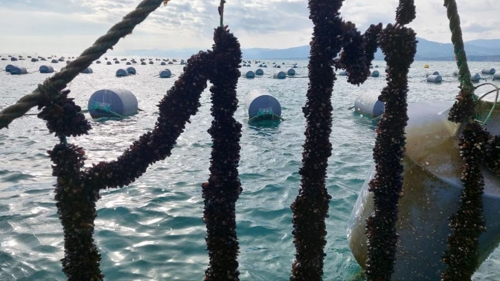 Karadeniz’de ilk defa midye yetiştiriciliği Sinop’ta başladı
