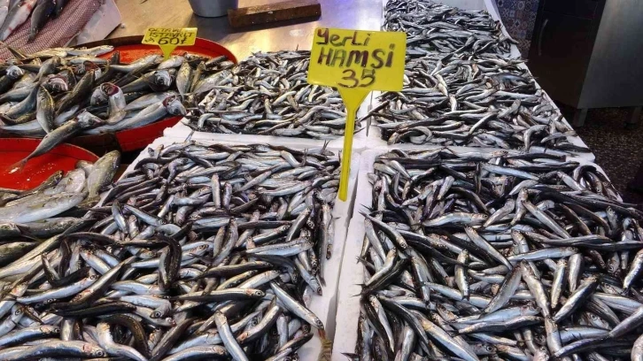 Karadeniz’de palamuttan sonra hamsi bereketi
