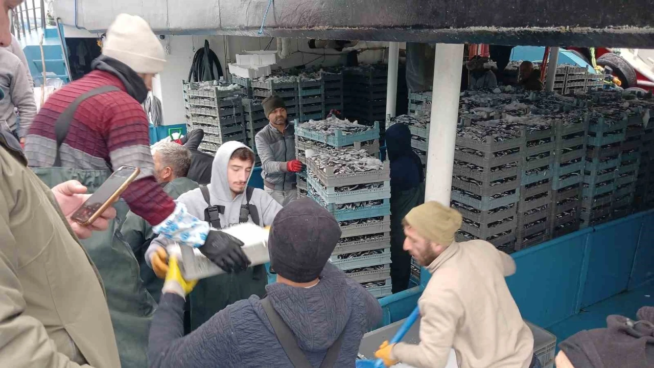 Karadeniz’den tonlarca hamsi çıktı
