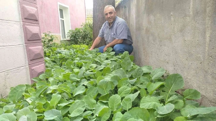 Karadenizli Müezzin cami bahçesini sebze tarlasına çevirdi
