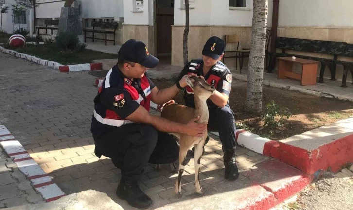 Karaman’da hasta yaban keçisi koruma altına alındı
