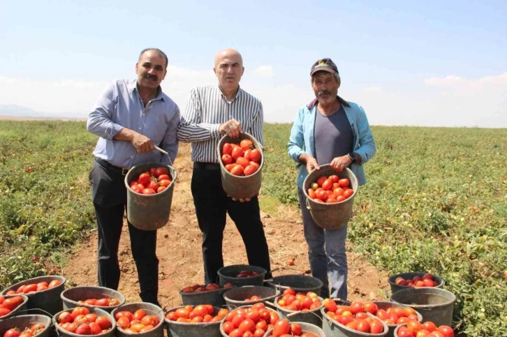 Karaman’da salçalık domates ve biber hasadı başladı
