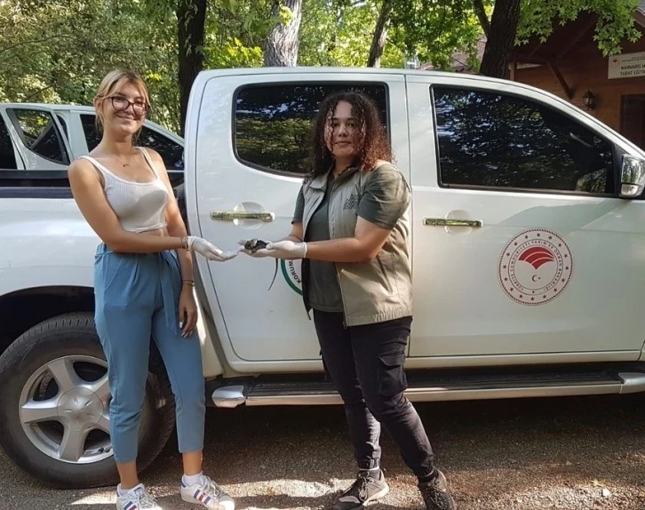 Karayolunda bulunan bukalemun tedavi altına alındı
