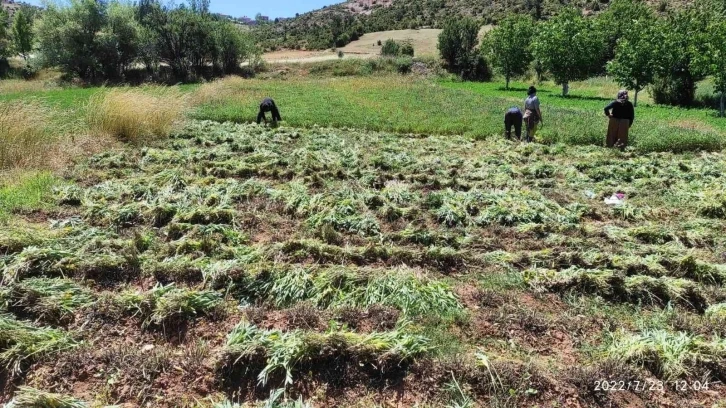 Karbasan köyündeki adaçayı üretimi 75 tona ulaştı
