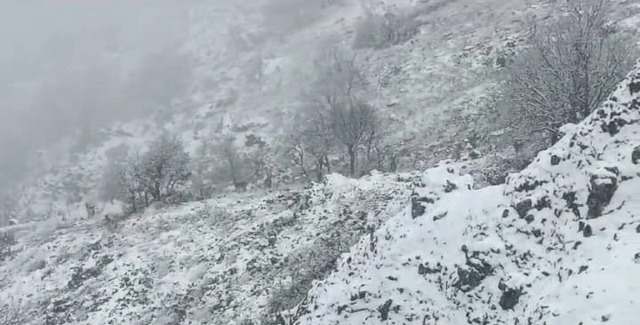 Karlı dağlarda yem arayan yaban keçileri görüntülendi
