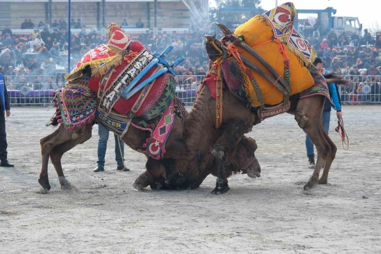 Karpuzlu deve güreşine hazırlanıyor
