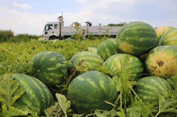 Karpuzun fiyatı yarı yarıya düştü
