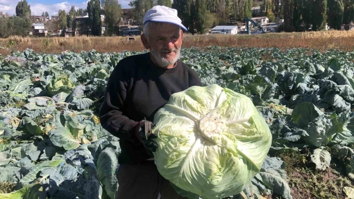 Kars’ta 50 yıldır lahana üretiyor
