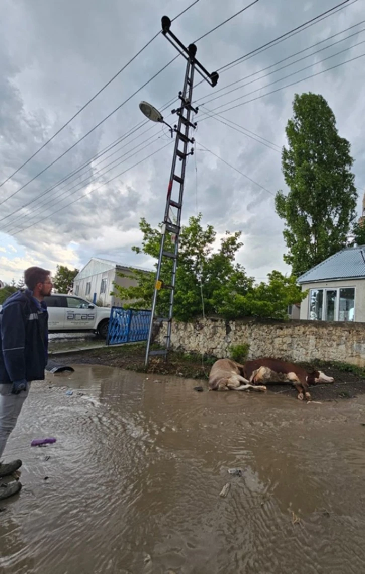 Kars’ta elektrik akımına kapılan 2 büyükbaş hayvan telef oldu
