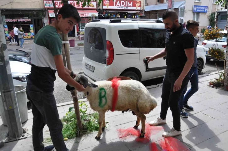 Kars’ta geline ‘süslü koç gönderme geleneği’ sürüyor
