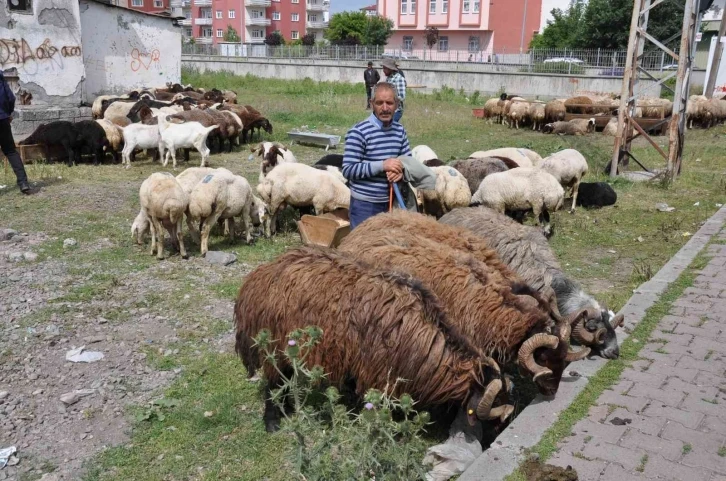 Kars’ta Kurban Pazarı kuruldu
