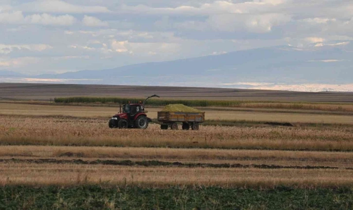 Kars’ta silajlık mısırın hasadı yapılıyor
