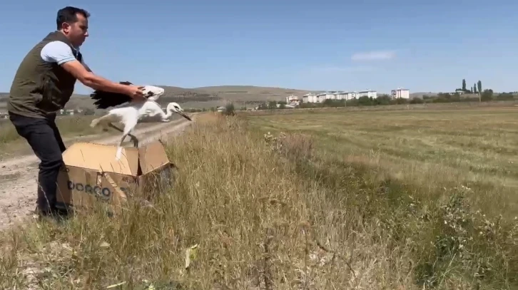 Kars’ta tedavi edilen leylekler doğaya bırakıldı
