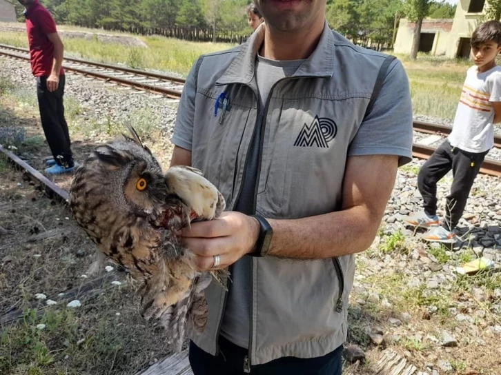 Kars’ta yaralı Kulaklı Baykuş tedavi altına alındı
