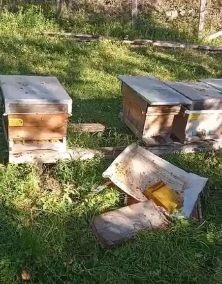 Kastamonu’da ayı, arı kovanlarını parçaladı
