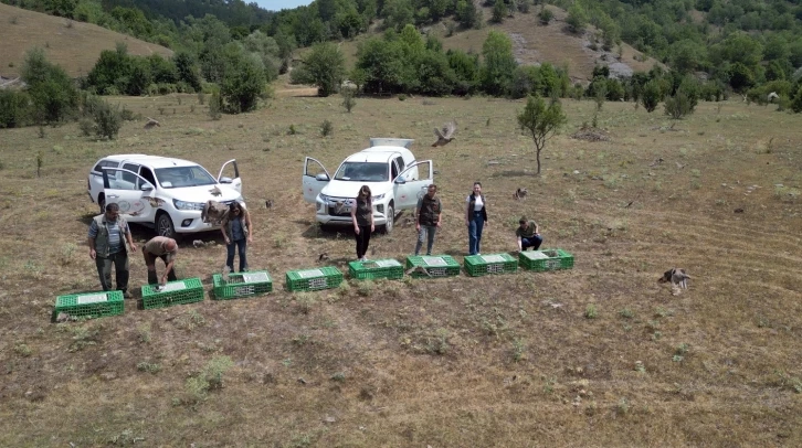 Kastamonu’da doğaya 900 keklik salındı
