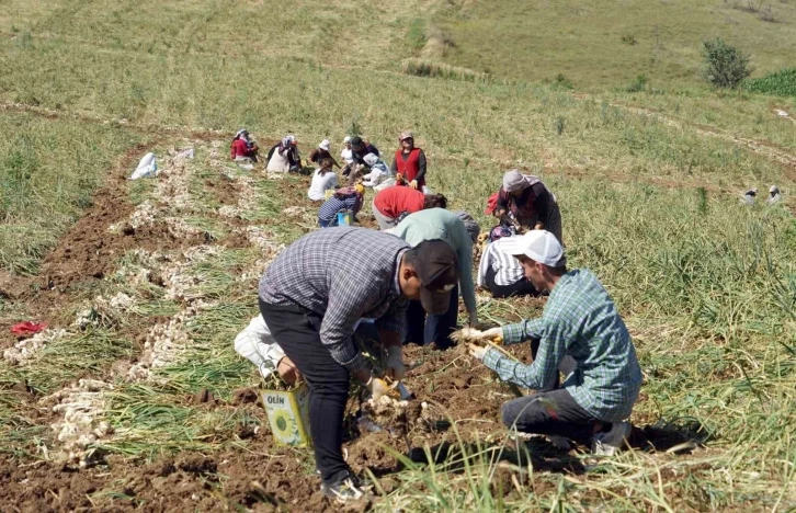 Kastamonu’da kene vakalarında hasat artışı
