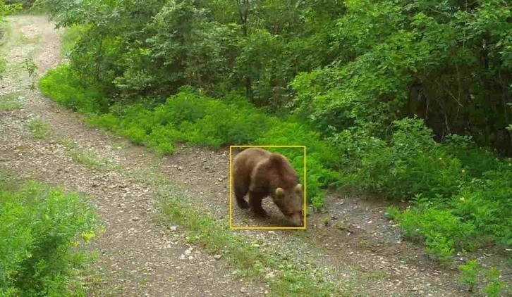 Kastamonu’da yaban hayvanları fotokapanda
