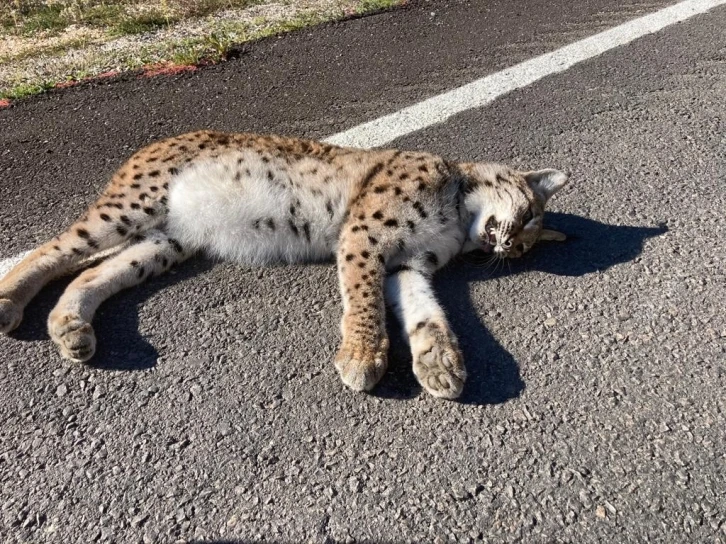 Kastamonu’da yol kenarında telef olmuş vaşak bulundu
