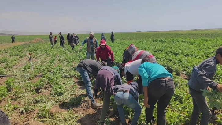 Kavurucu sıcakta ekmek parası için ter döküyorlar
