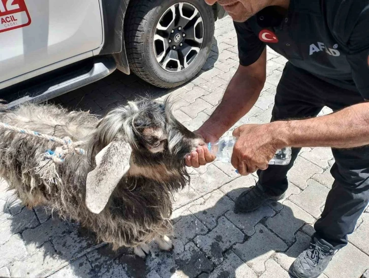 Kayalıklarda mahsur kalan kurbanlık keçiyi AFAD ekipleri kurtardı
