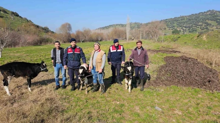 Kaybolan 3 buzağı jandarma ekiplerince bulundu
