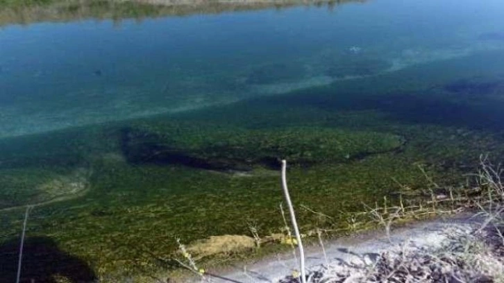 Kaybolan kadının, sulama kanalında yosunlara takılmış cesedi bulundu