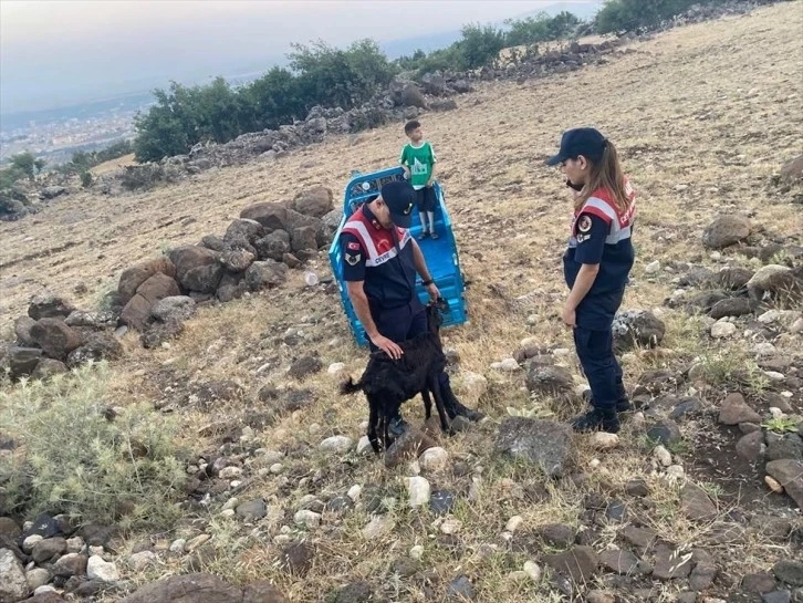 Kaybolan Keçiyi Jandarma buldu