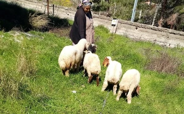 Kaybolan koyunlar, jandarma ekiplerince bulunup sahibine teslim edildi