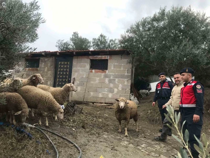 Kaybolan koyunları, jandarma kısa sürede buldu
