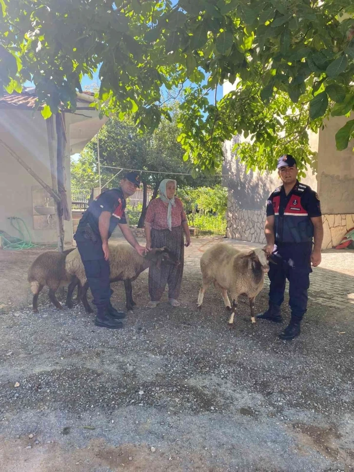 Kaybolan koyunlarını jandarma buldu
