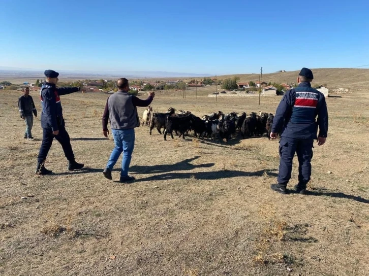 Kaybolan küçükbaş hayvanlar jandarma ekiplerince bulundu
