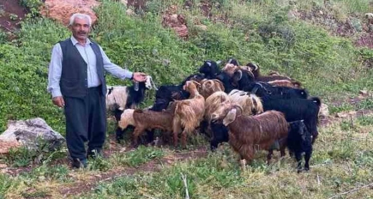 Kaybolan küçükbaş sürüsünü jandarma ekipleri buldu