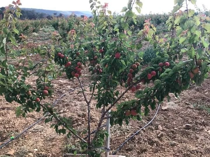 Kayısı yüz güldürüyor
