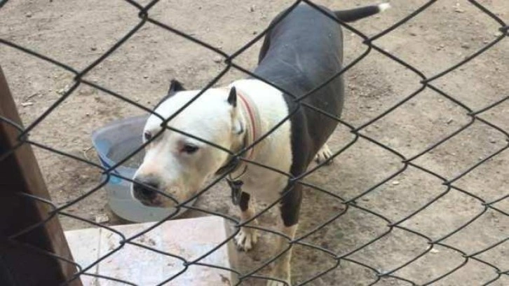 Kayıtsız pitbull besleyen şahsa TL ceza kesildi!