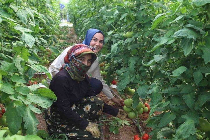 Kaymakam Saçal serada domates topladı
