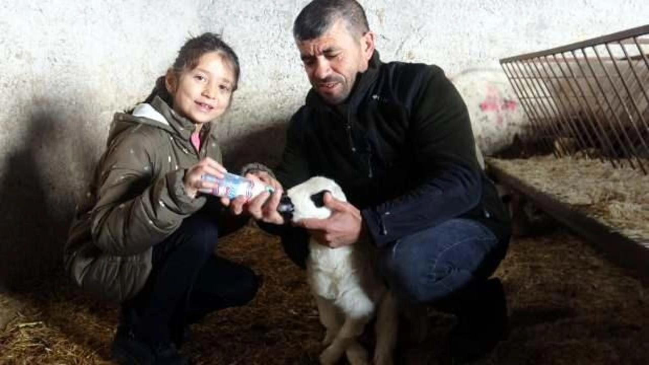 Kayseri'de yürek ısıtan görüntüler: Felçli kuzuyu biberonla besliyorlar