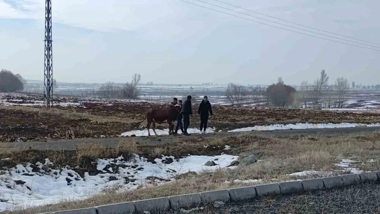 Kazada firar eden inek kendiliğinden geri döndü
