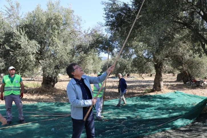 Kazdağları eteklerinde zeytin hasadı başladı
