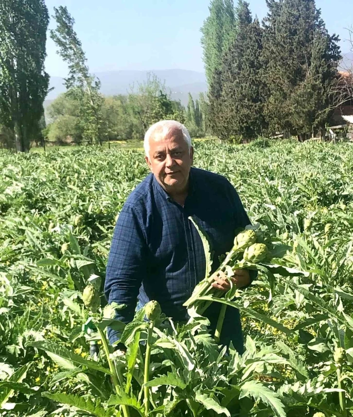 Kazdağları’nın eteklerinde enginar hasadı başladı
