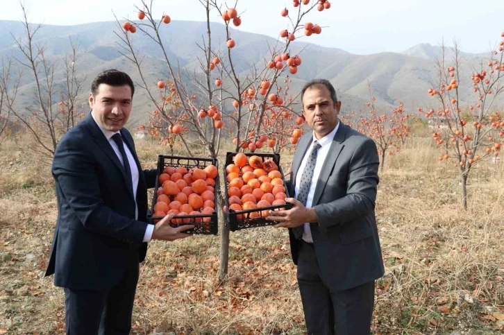 Keban’da Trabzon Hurması hasadı yapıldı
