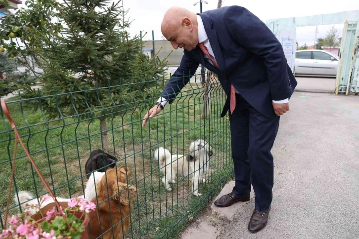 Keçiören Belediyesinden sokak hayvanlarına bakım ve tedavi çalışması
