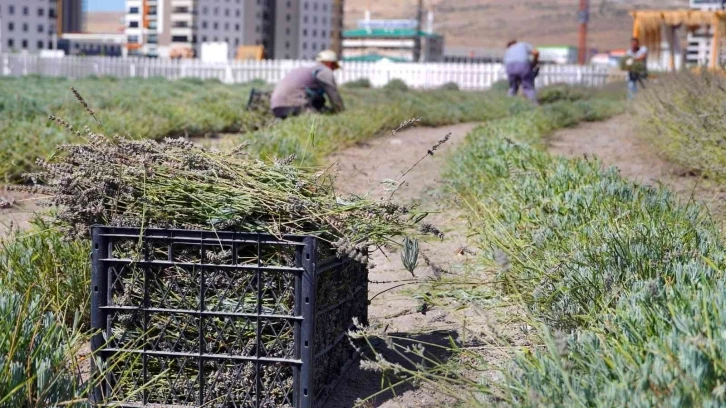 Keçiören’de lavanta hasadı yapıldı
